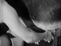 MILF collecting horse xxx semen